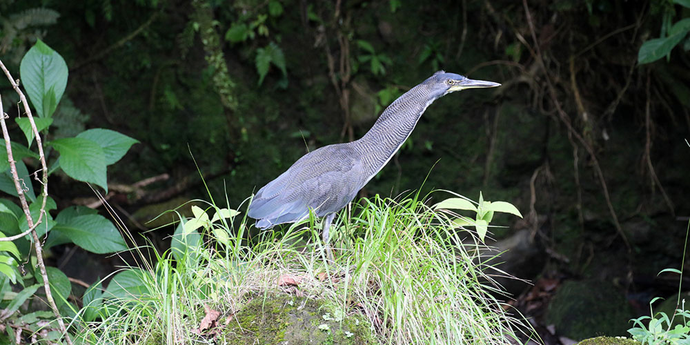 Fasciated Tiger-Heron